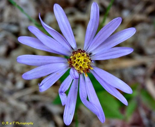{Symphyotrichum patens}